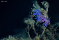   Nudibranch mucilage. Picture taken Elba island mucilage  